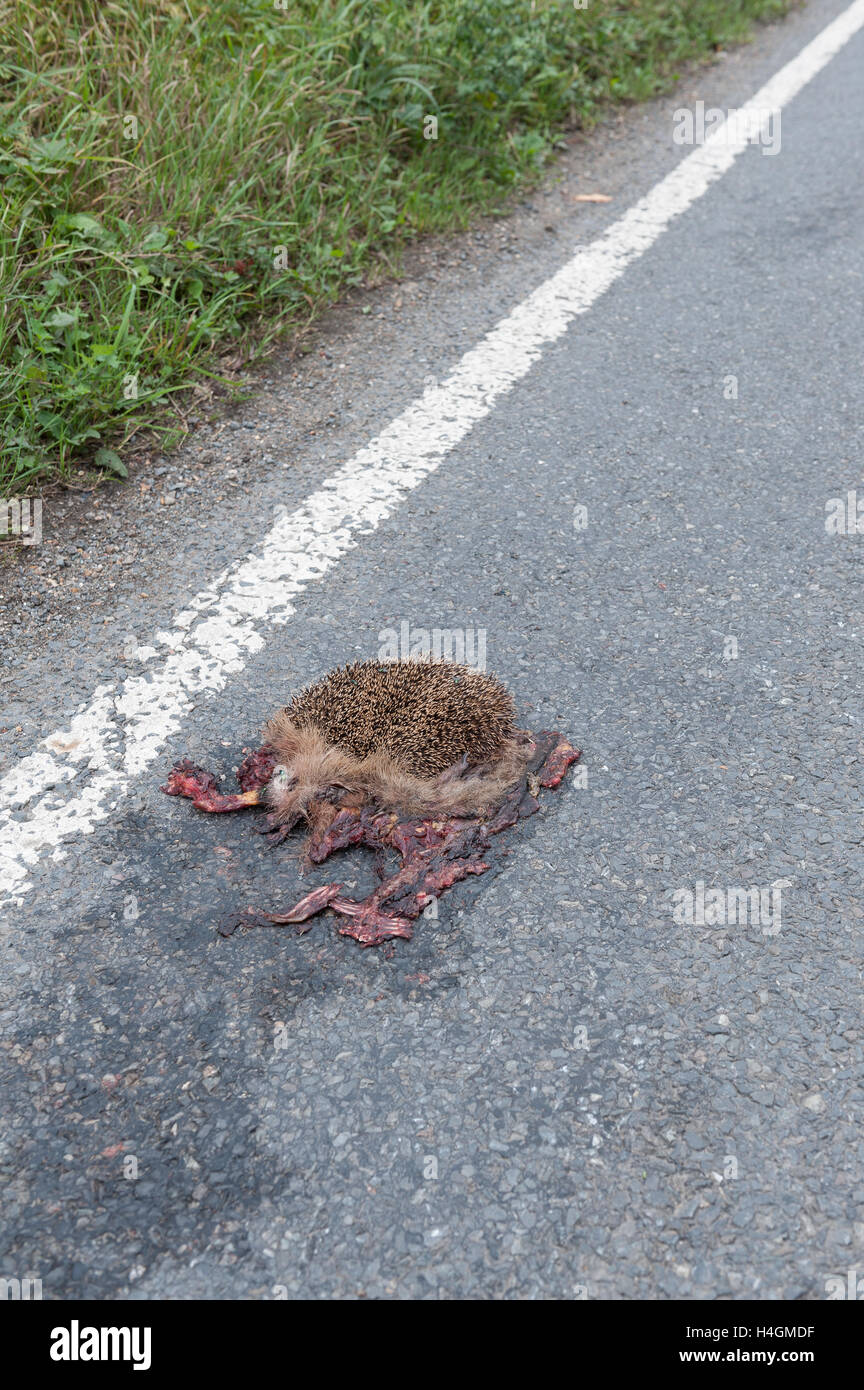 Schade, ist mangelnde Sorgfalt auf Feldweg und Igel zerquetschte Überreste von Seite Straße Curbside Verkehr Tragödie überfahren Stockfoto
