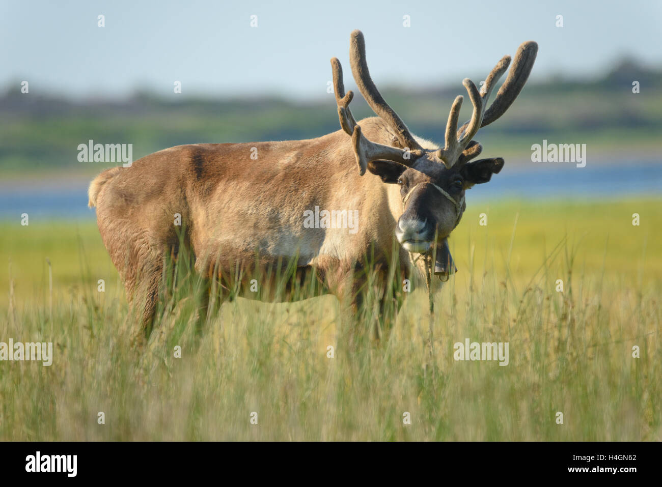 Heimischen Rehe, Sachalin, Russland. Stockfoto