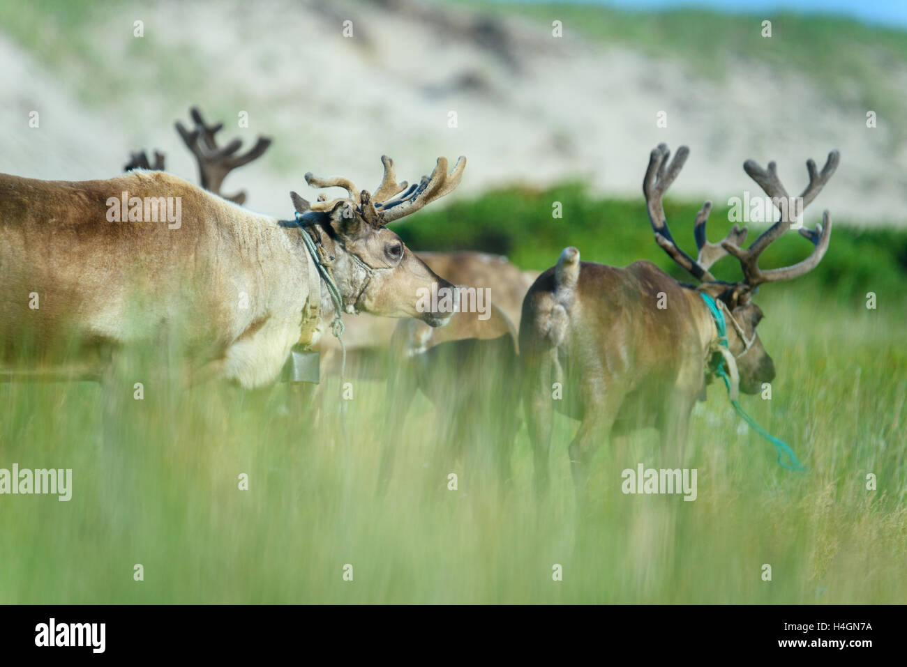 Heimischen Rehe, Sachalin, Russland. Stockfoto