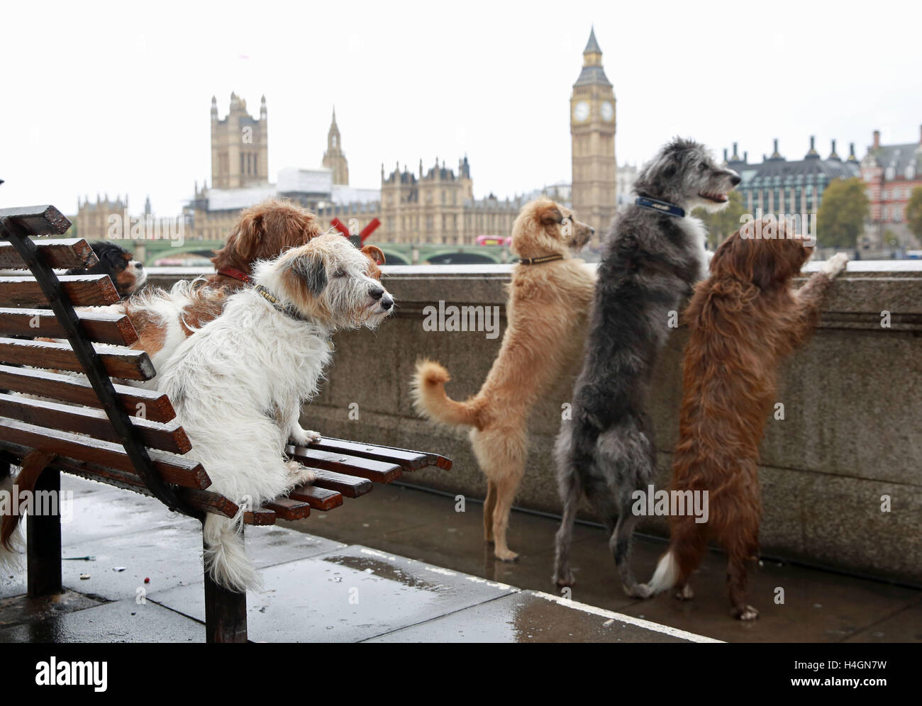 (Von links nach rechts) Dodger (Kreuzung), Gerste (Kreuzung), Chase (Kreuzung) und Cracker (Kreuzung) auf dem Queens Walk auf dem Queens Walk im Zentrum von London, als Ã „Dogs Taking Over London“, um den Countdown zur Eukanuba Discover Dogs Hundeausstellung im Excel am 22. Und 23. Oktober zu markieren. Stockfoto