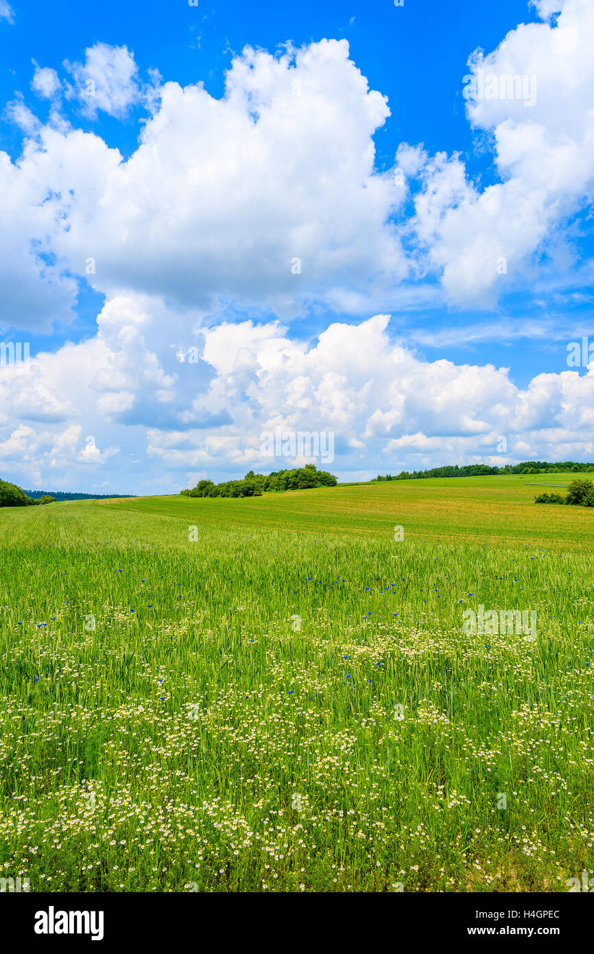 Schönen grünen Wiese mit weißen Wolken am blauen Himmel in Sommerlandschaft, Polen Stockfoto
