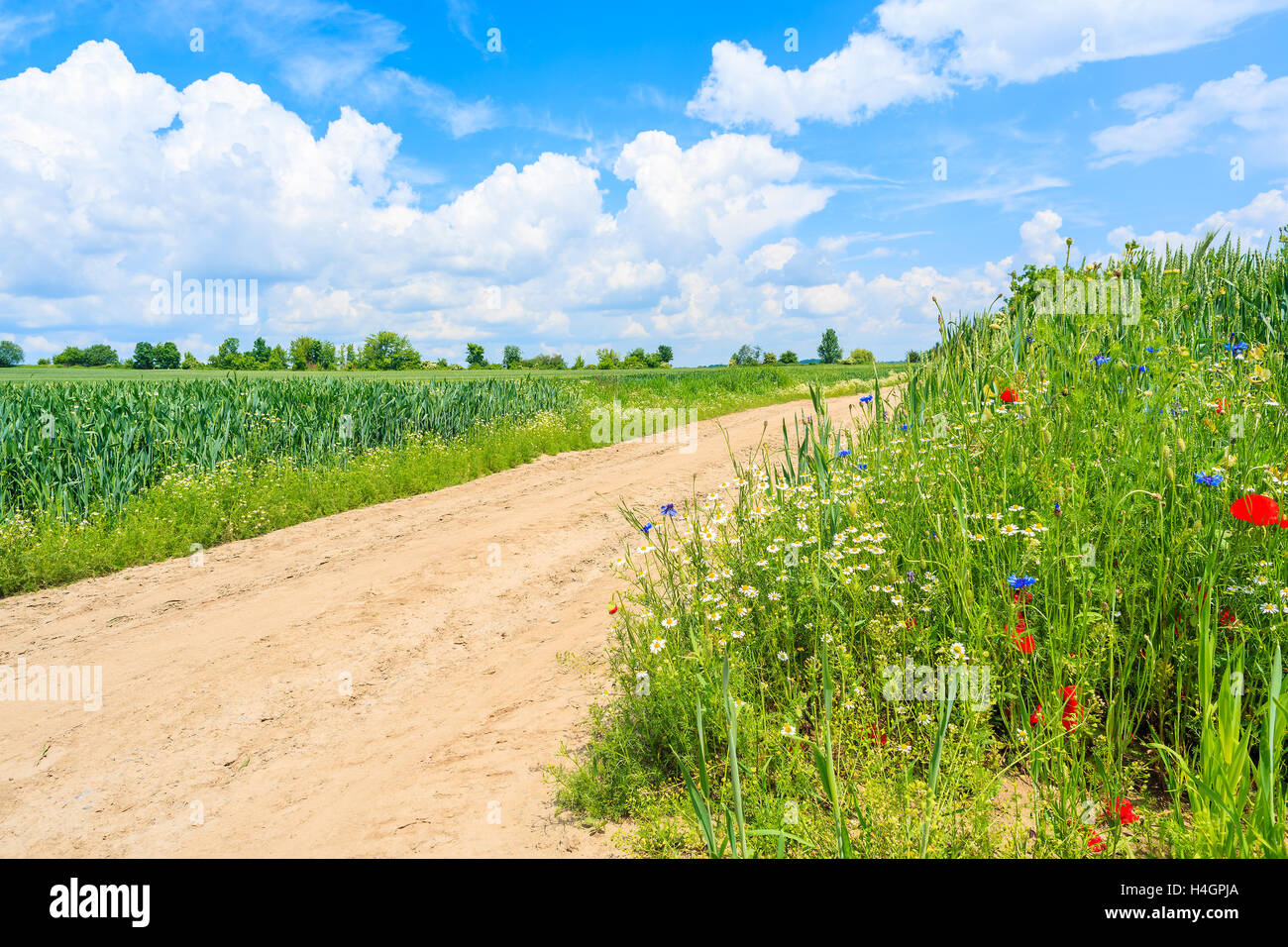 Szenische Landstraße und grünen Wiesen im Sommerlandschaft, Polen Stockfoto