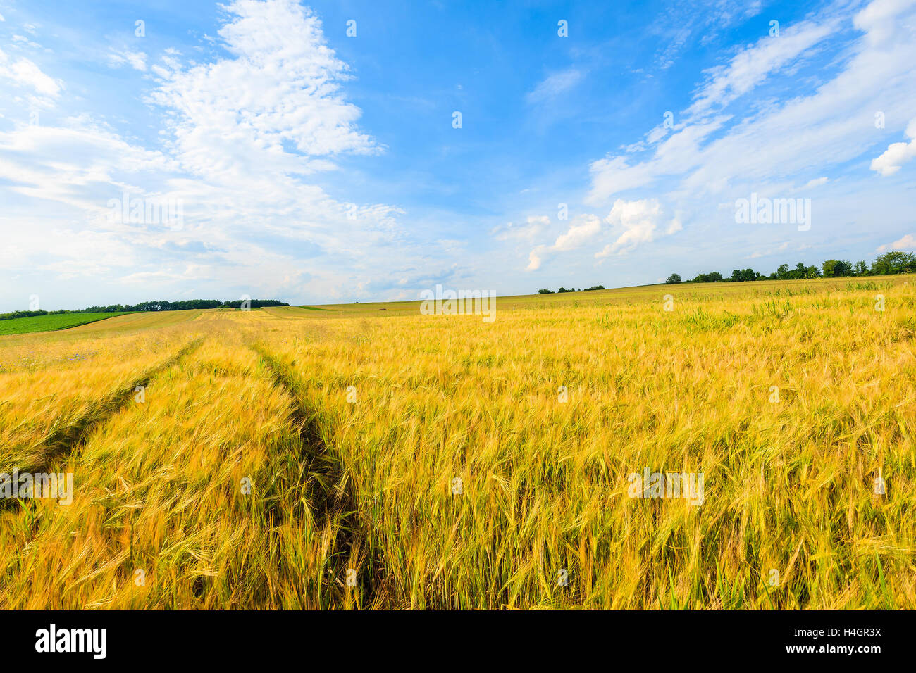 Schöne goldene Farbe Weizenfeld mit weißen Wolken am blauen Himmel im Sommerlandschaft in der Nähe von Krakau, Polen Stockfoto