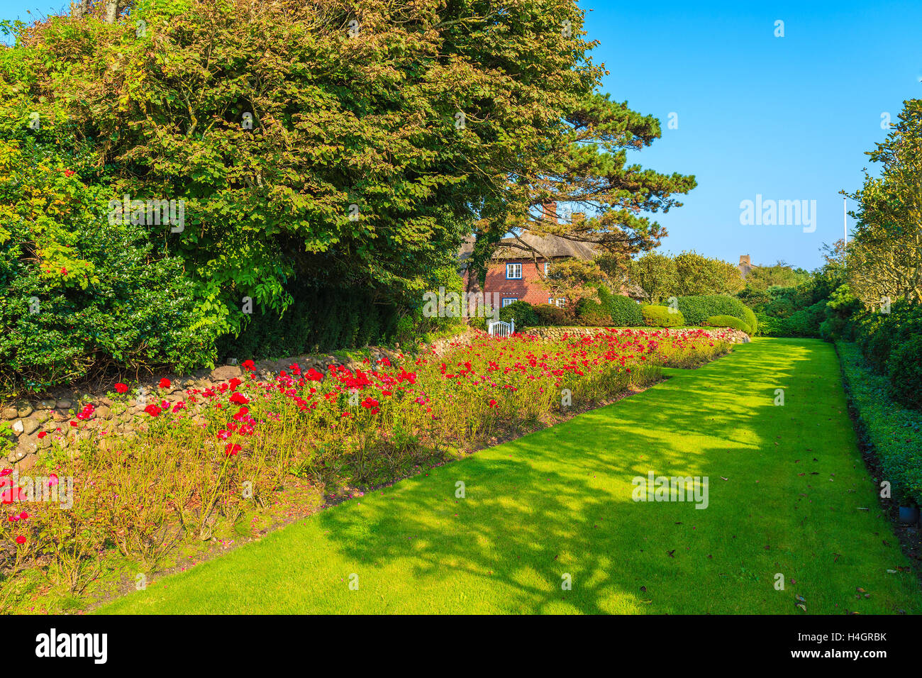 Rote Rosen im Garten, Kampen Dorf Park, Insel Sylt, Deutschland Stockfoto