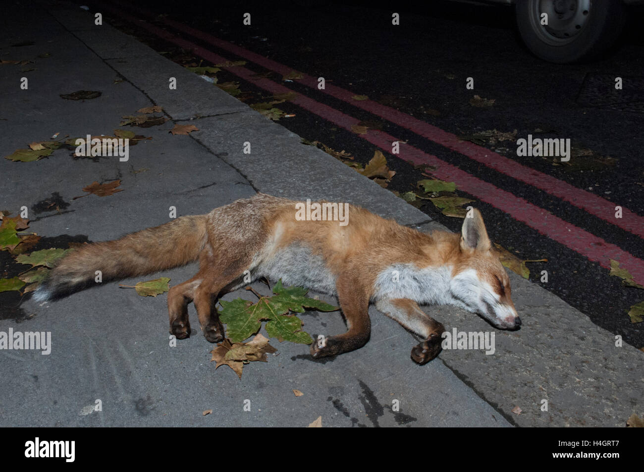 Red Fox (Vulpes vulpes), liegt tot auf der Straße nach der Kollision mit einem Fahrzeug, London, Vereinigtes Königreich Stockfoto