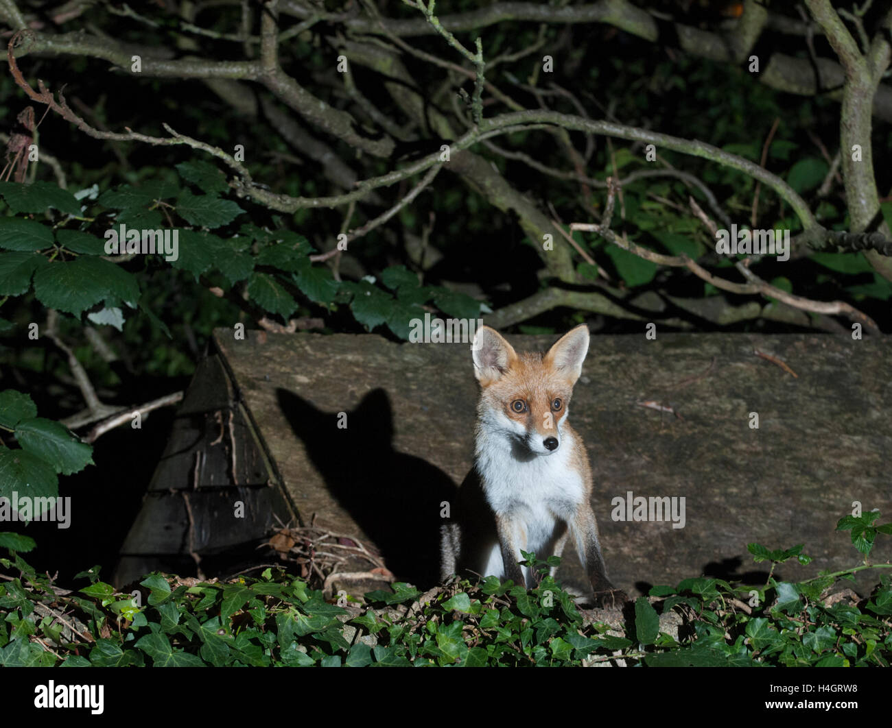 Urban Red Fox (Vulpes vulpes), stehend an der Wand neben einem Garten in einem Londoner Garten bei Nacht vergossen, Vereinigtes Königreich Stockfoto