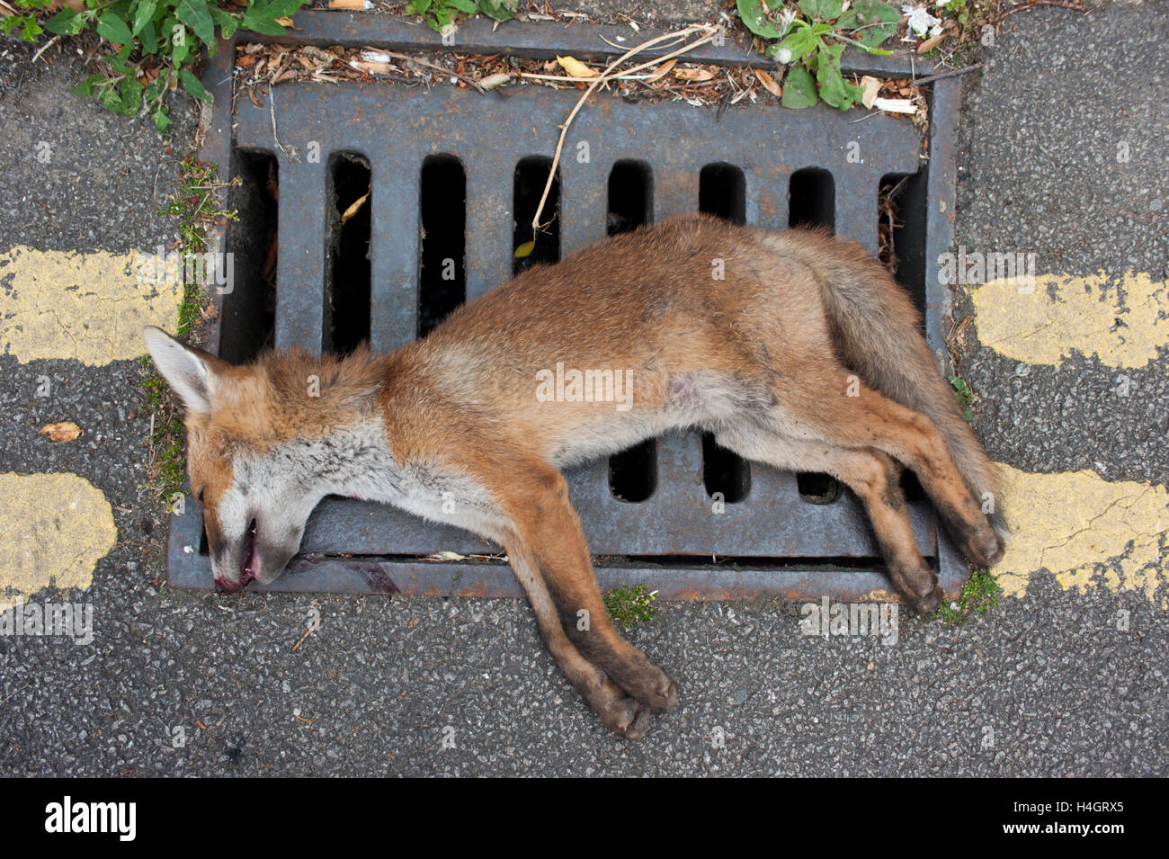 Red Fox (Vulpes vulpes), liegt tot auf der Straße nach der Kollision mit einem Fahrzeug, London, Vereinigtes Königreich Stockfoto