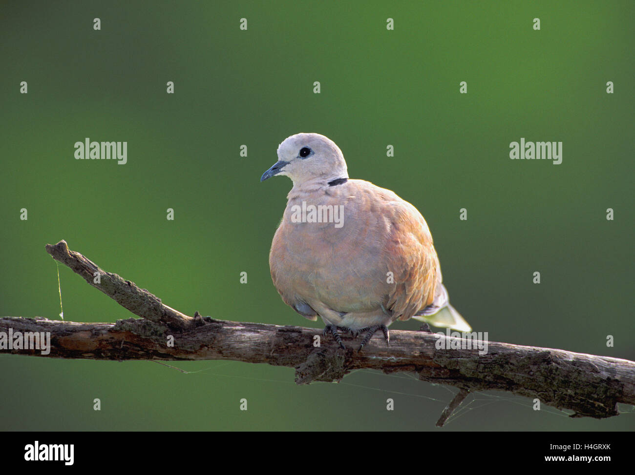 Collared Dove, Streptopelia Decaocto, auf einem Ast, Keoladeo National Park, Bharatpur, Indien Stockfoto