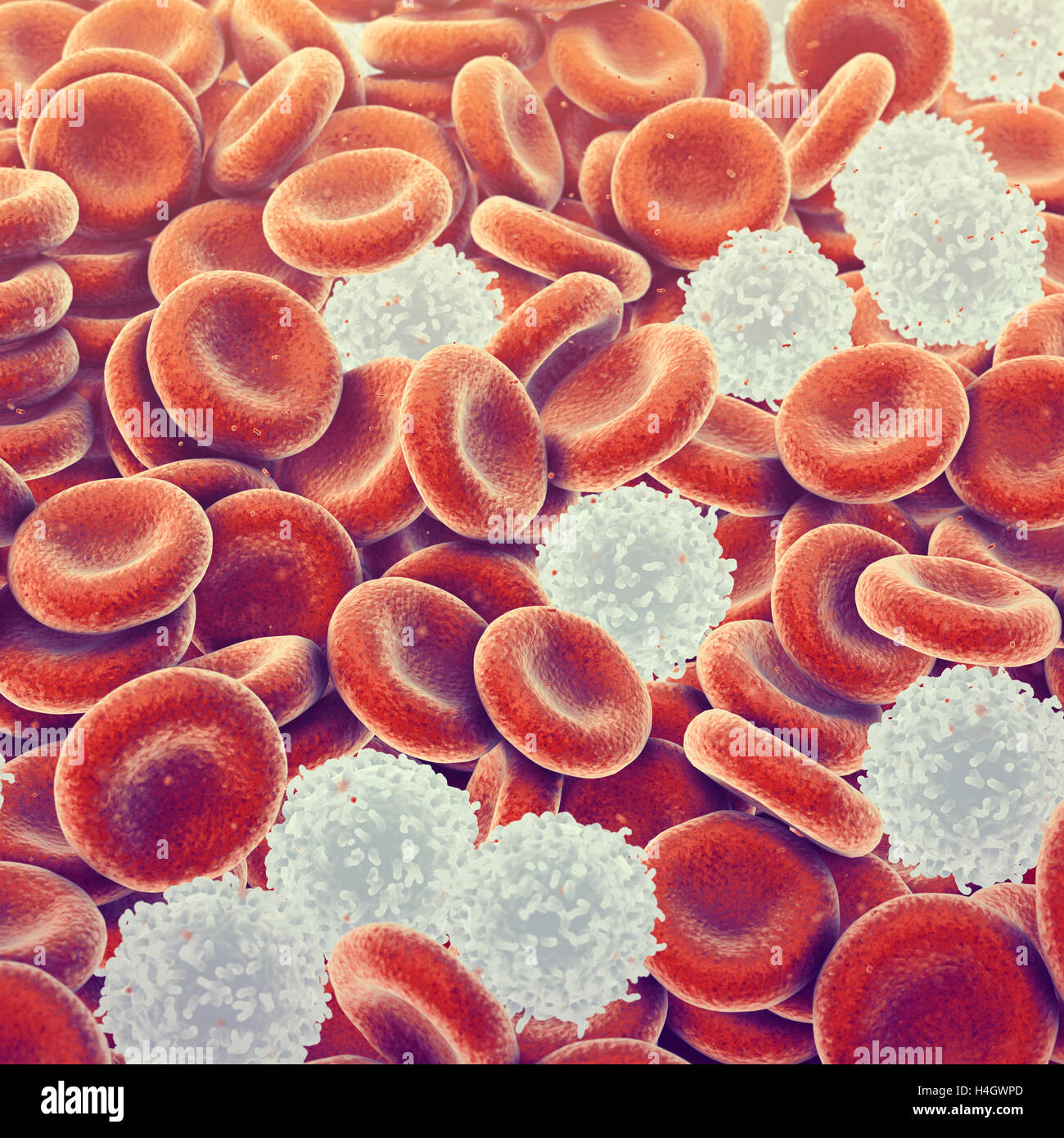 Weiße und rote Blutkörperchen, Leukozyten, Infektionskrankheiten, Immunsystem Stockfoto