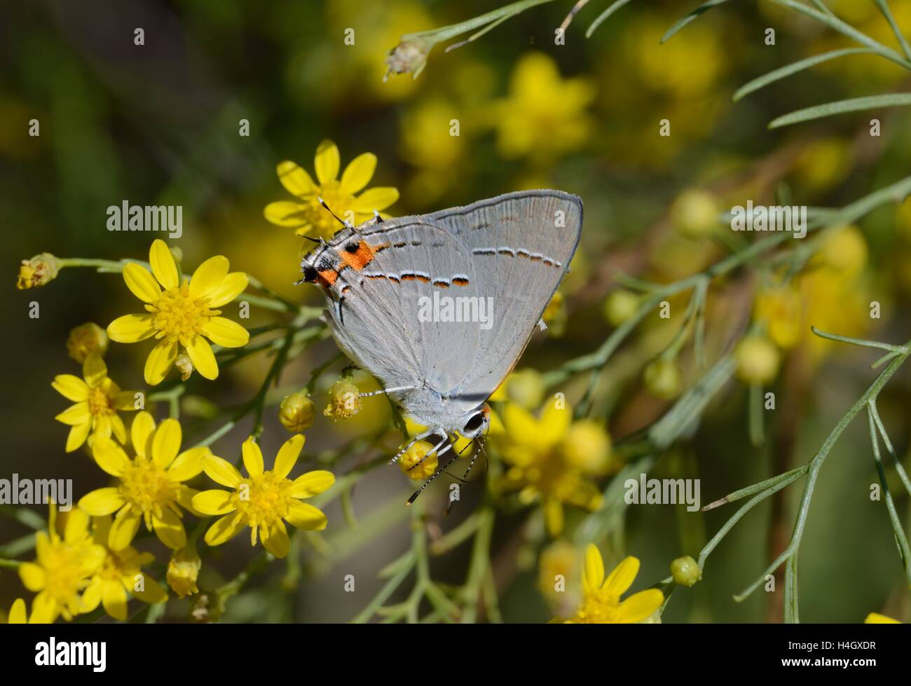 Graue Zipfelfalter Stockfoto