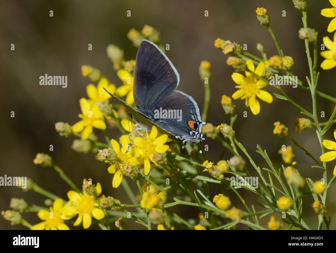 Graue Zipfelfalter Stockfoto