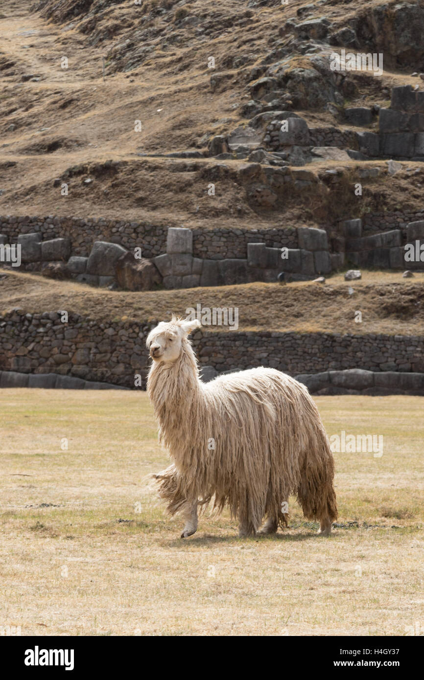 Ein einzelnes Lama zu Fuß auf dem Gelände Saksaywaman in der Nähe von Cusco, Peru Stockfoto