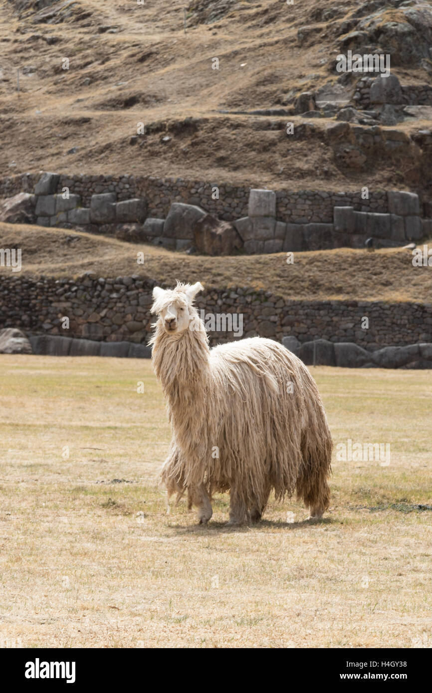 Ein Lama schaut direkt in die Kamera auf dem Gelände Saksaywaman in der Nähe von Cusco, Peru Stockfoto