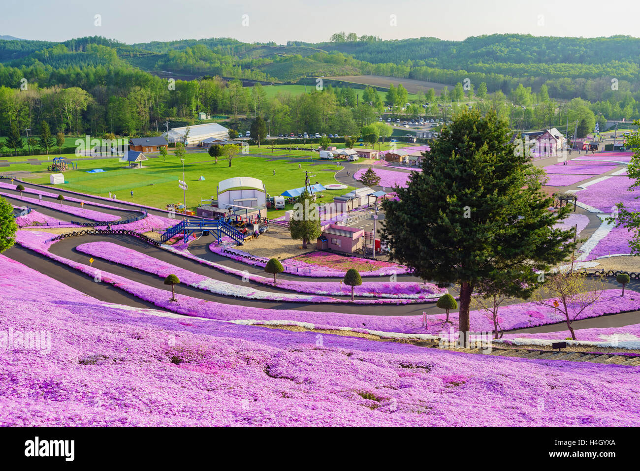 Die schöne rosa Shiba Sakura in Hokkaido, Japan Stockfoto