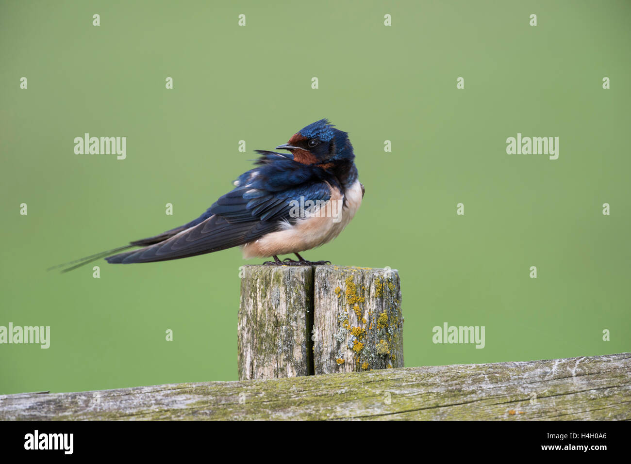 Scheune Schwalbe / Rauchschwalbe ( Hirundo rustica ) auf einem alten Holzzaun vor einem schönen sauberen grünen Hintergrund, Tierwelt, Europa. Stockfoto