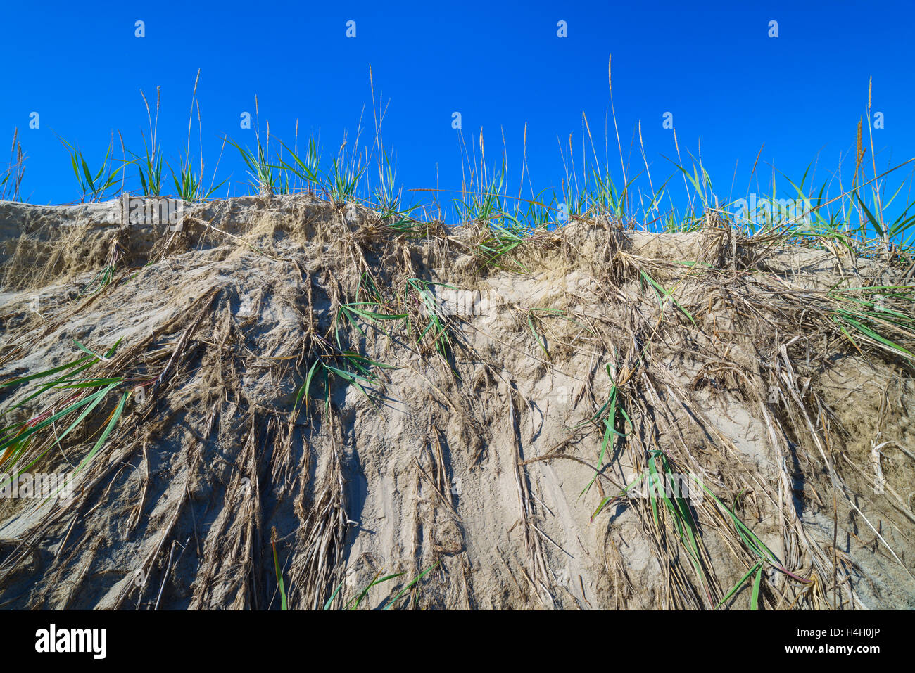 Rasen Sie in den Sand, Sachalin, Russland. Stockfoto