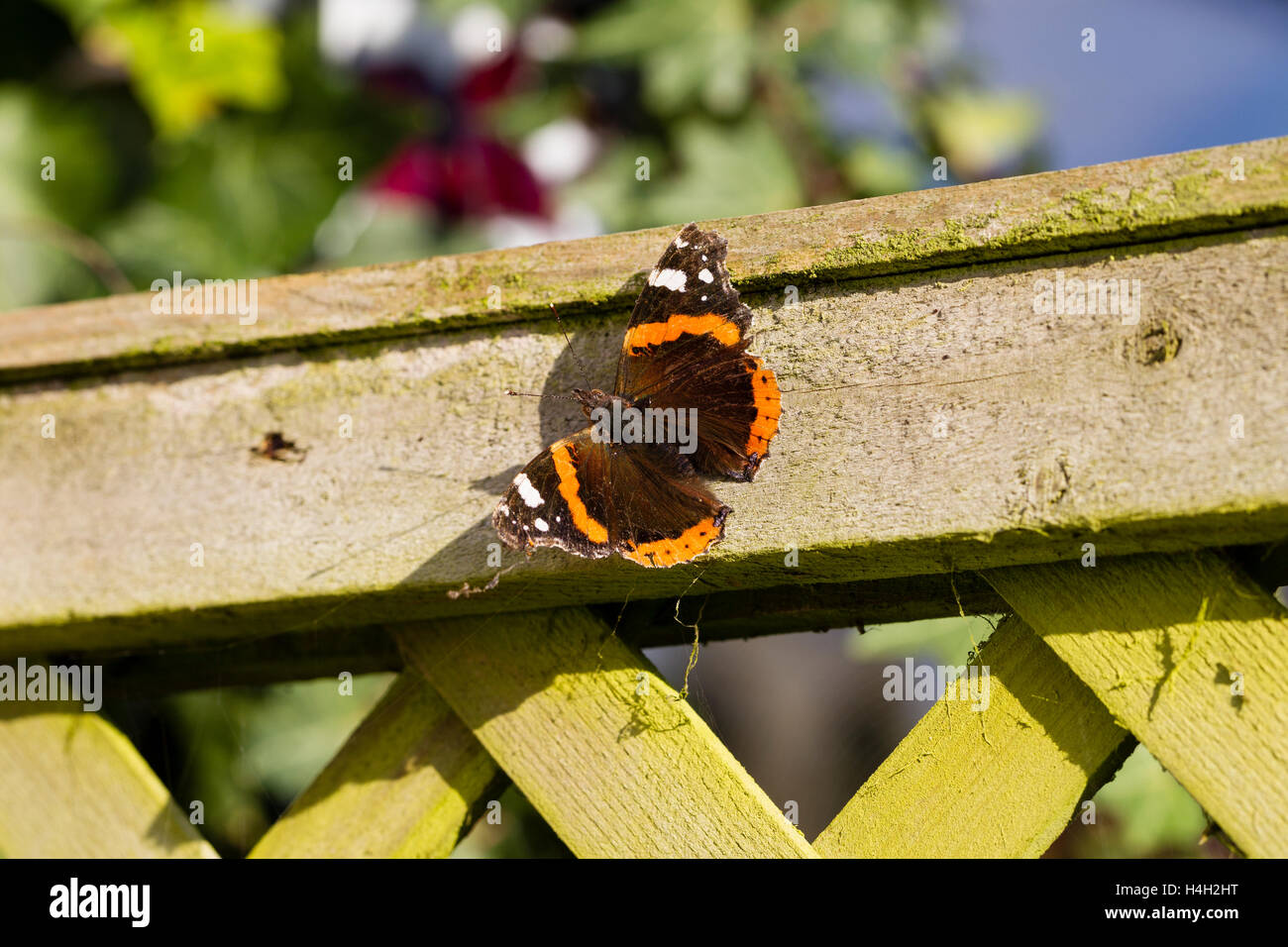 Eine überwinternde Red Admiral Schmetterling ergibt sich aus seinem Versteck, unübliche Ende November-Sonne zu machen Stockfoto