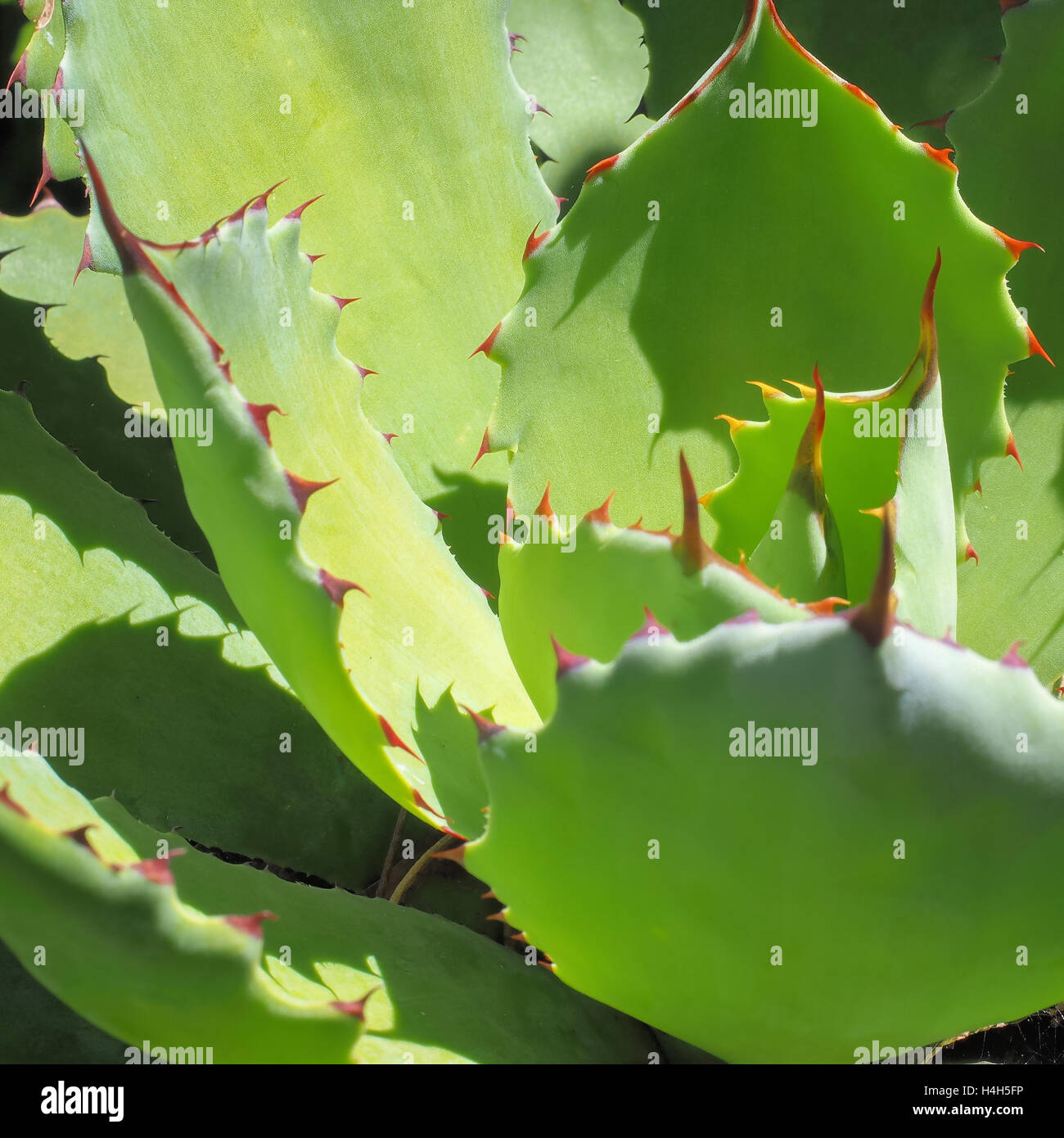 Stacheligen Sukkulente Closeup Stockfoto