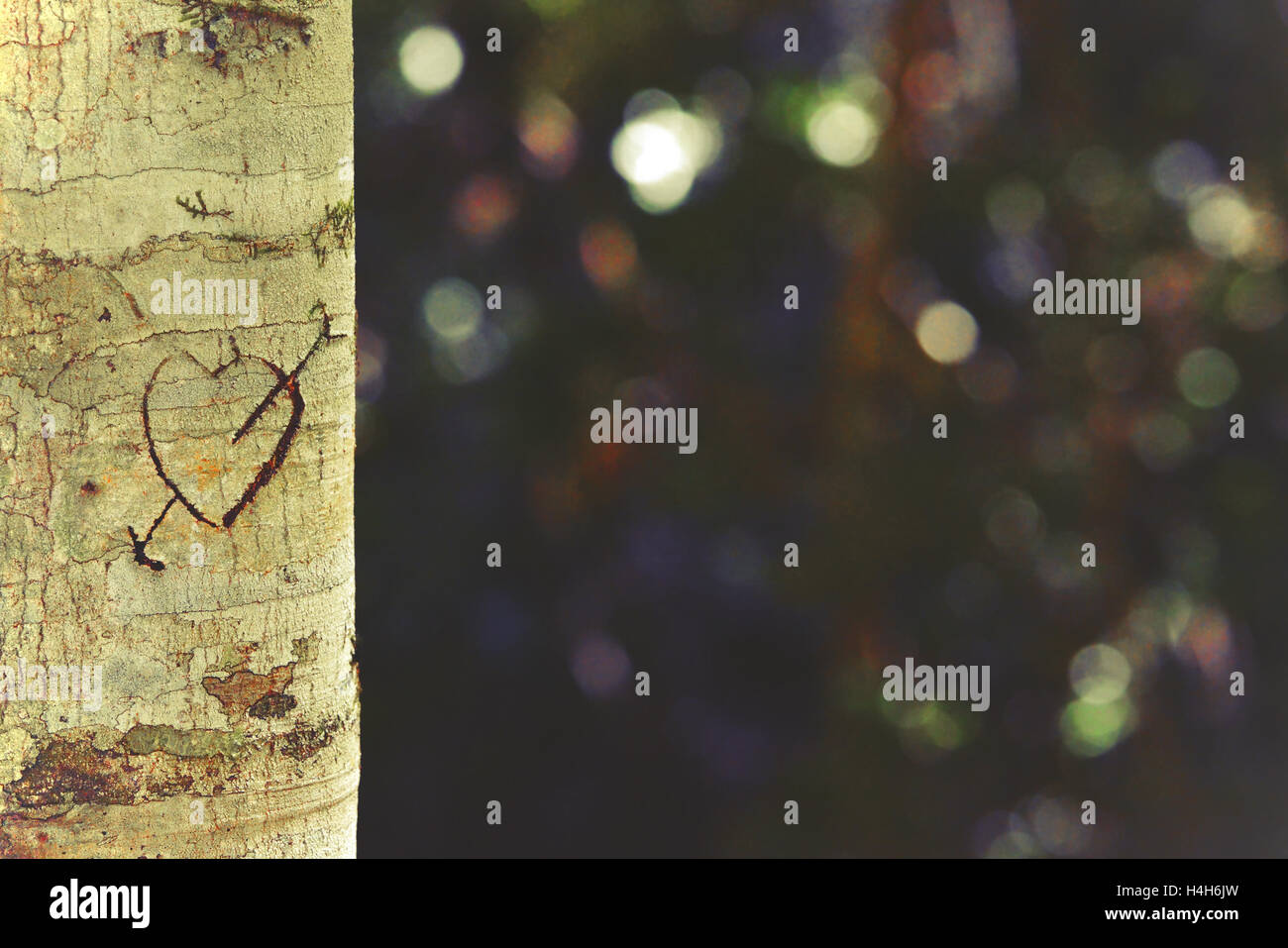 Herz und Pfeil im Baumstamm im gefleckten Abend Wald leicht geschnitzt. Retro-getönten Bild mit Textfreiraum. Stockfoto