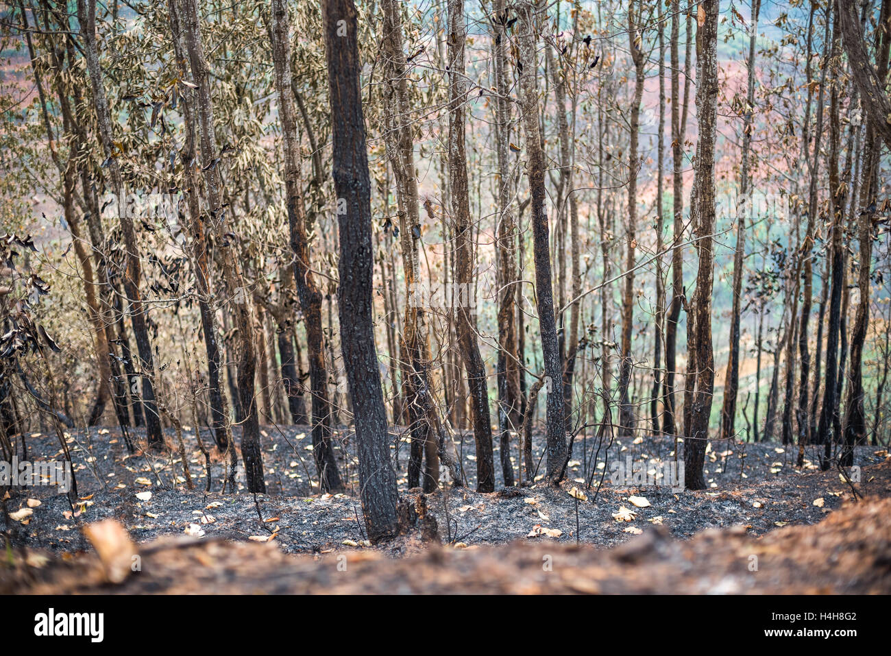 Verbrannten tropische Bäume. Stockfoto