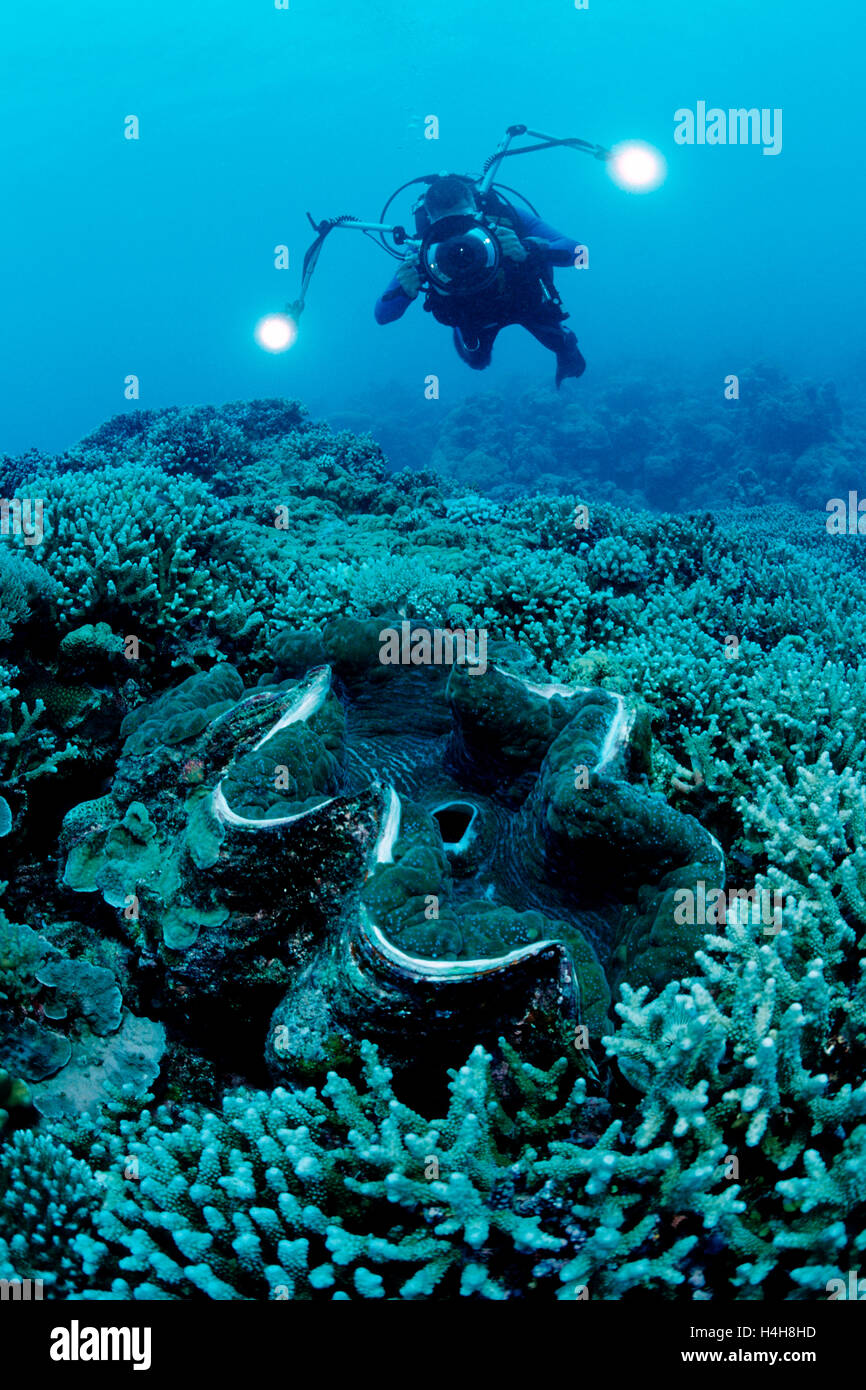 Taucher und Fluted Riesenmuschel (Tridacna Squamosa), Palau, Mikronesien, Pazifik Stockfoto