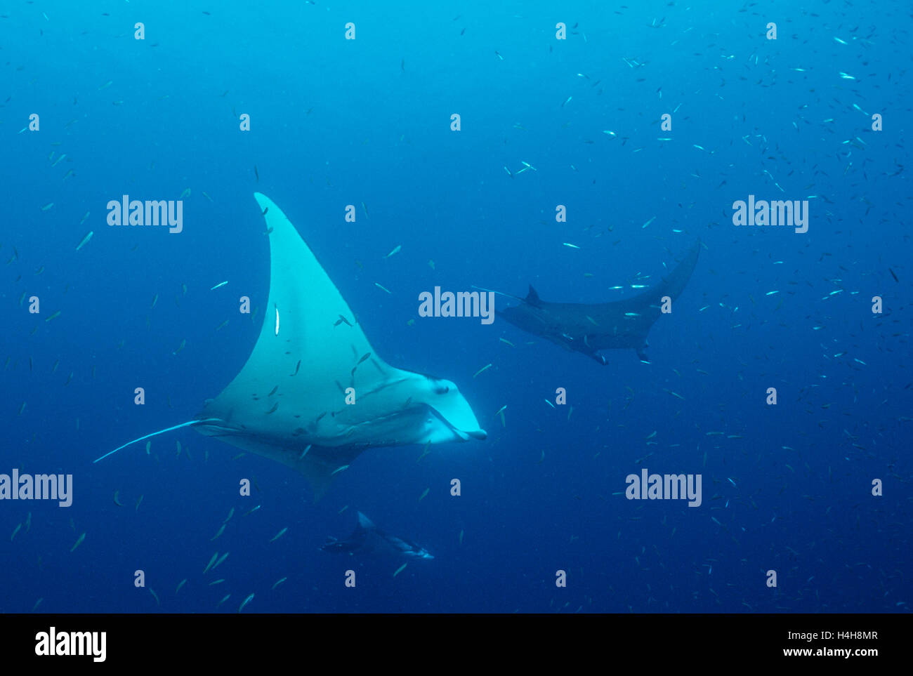 Mantarochen (Manta Birostris), Malediven, Indischer Ozean Stockfoto