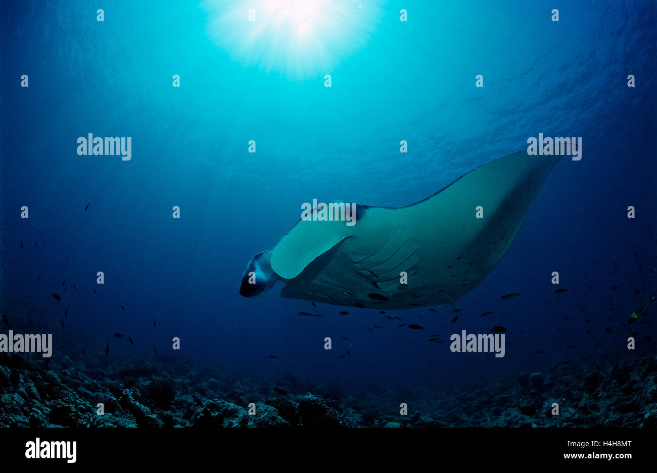 Mantarochen (Manta Birostris), Malediven, Indischer Ozean Stockfoto