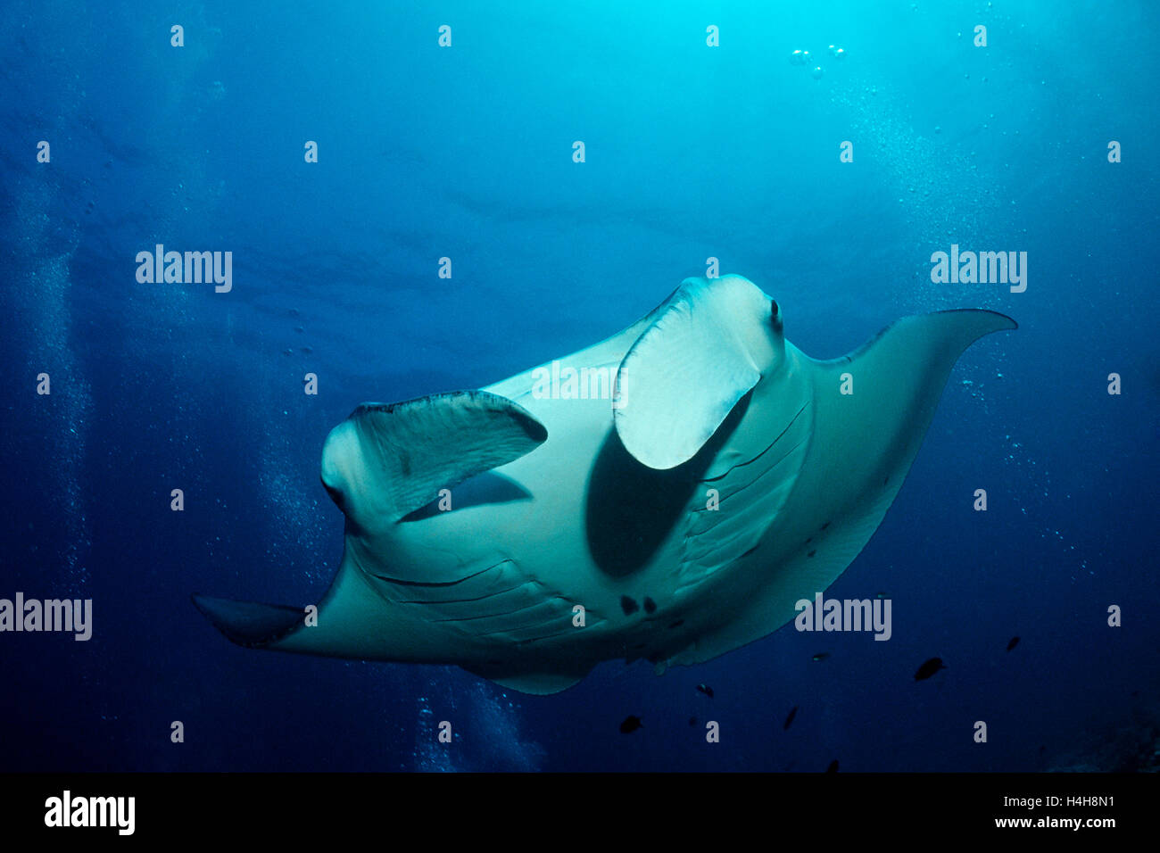 Mantarochen (Manta Birostris), Malediven, Indischer Ozean Stockfoto