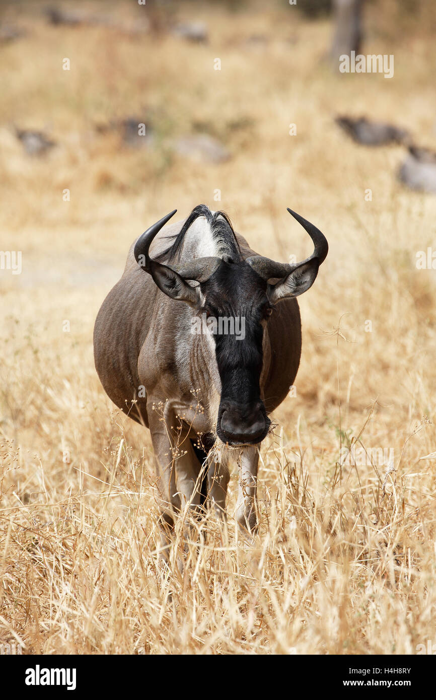 Gnus (Connochaetes SP.), Tarangire Nationalpark, Tansania Stockfoto