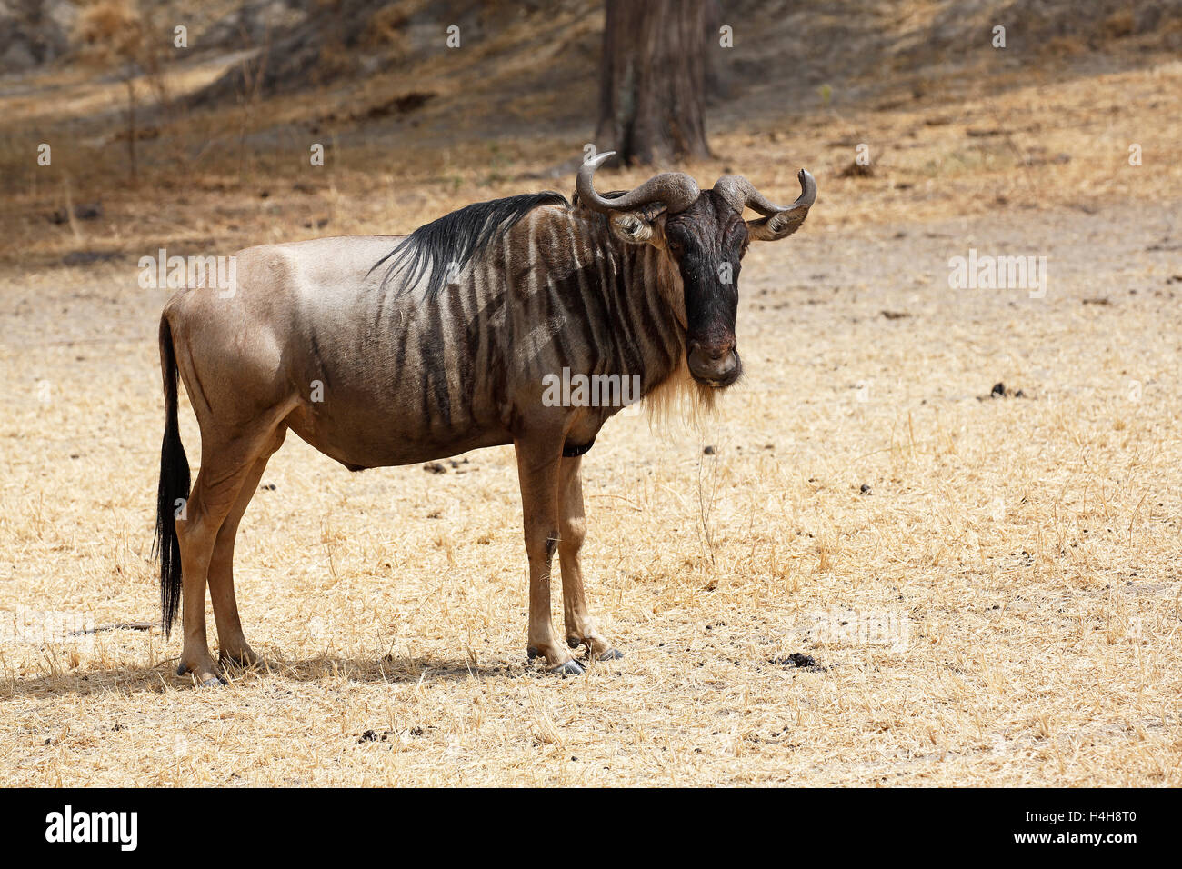 Gnus (Connochaetes SP.), Tarangire Nationalpark, Tansania Stockfoto