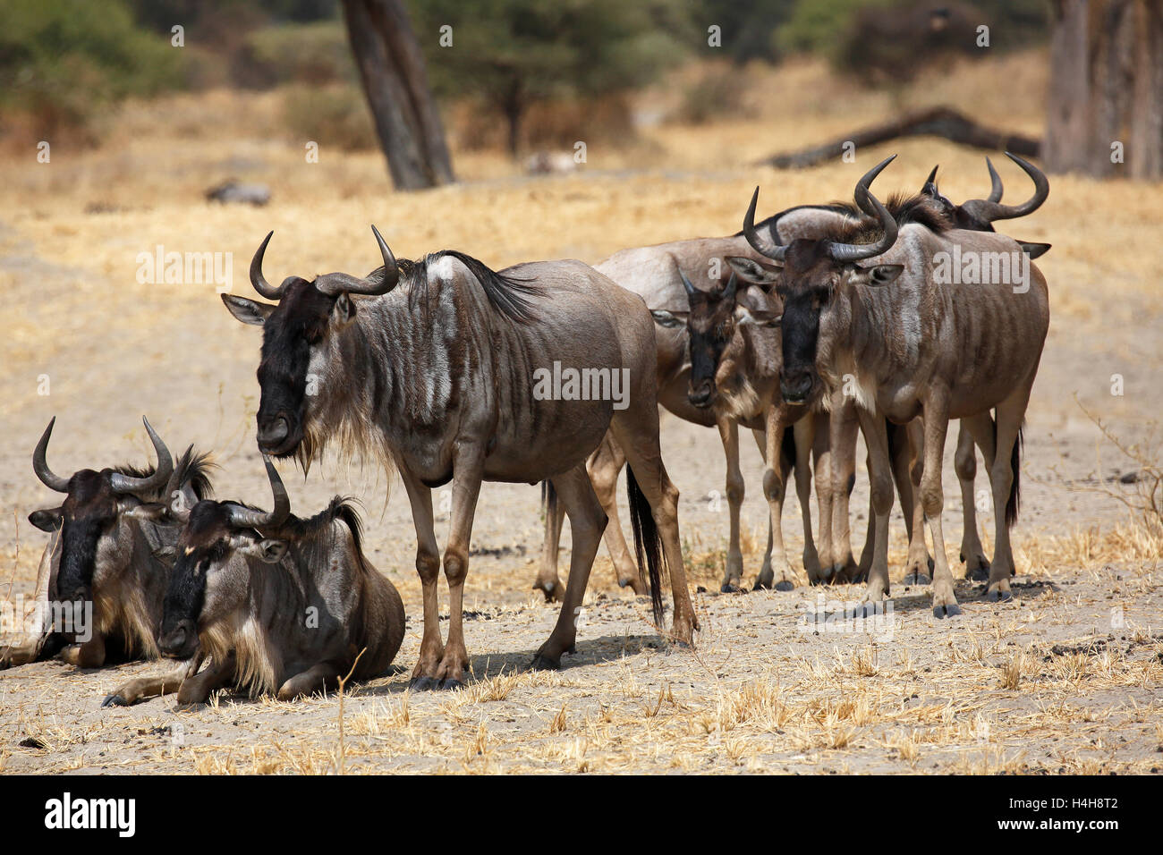 Gnus (Connochaetes SP.), kleine Gruppe, Tarangire Nationalpark, Tansania Stockfoto