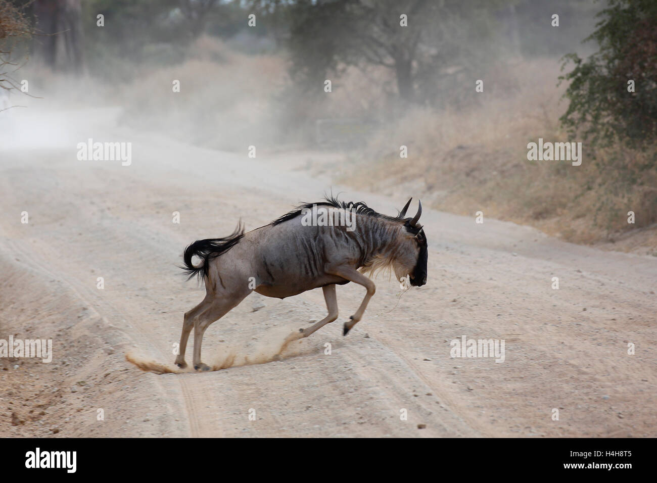 Gnus (Connochaetes SP.) springen über Strecke, Tarangire Nationalpark, Tansania Stockfoto