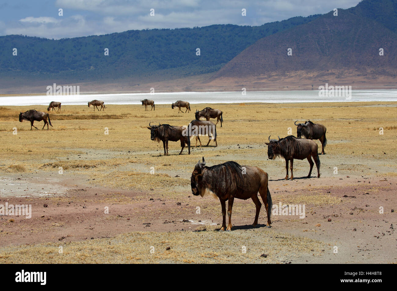 Herde von Gnus (Connochaetes SP.), Ngorongoro, Serengeti Nationalpark, Tansania Stockfoto