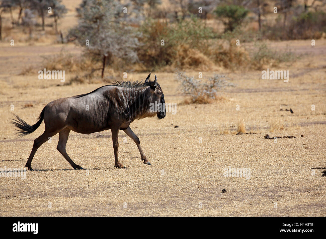 Ausführen von Gnus (Connochaetes SP.), Serengeti Nationalpark, Tansania Stockfoto
