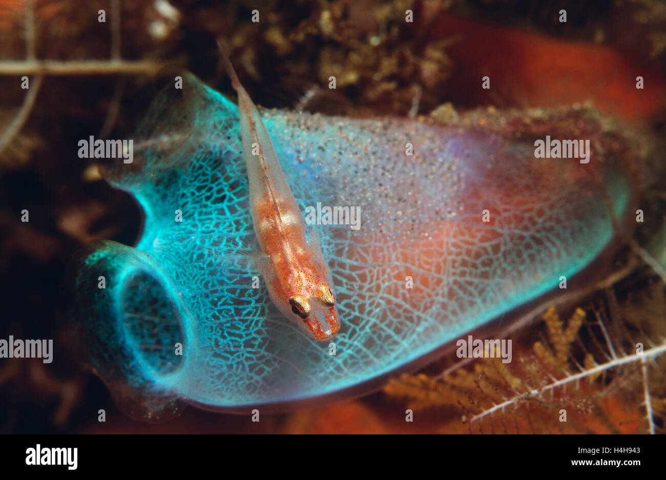 Seescheide (Ascidiacea) mit einem Grundeln (Gobiidae) Stockfoto