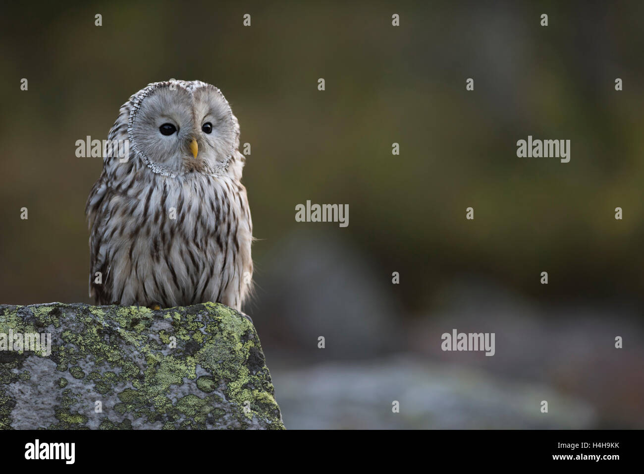 Habichtskauz / Habichtskauz (Strix Uralensis) thront auf einem Felsen in den frühen Morgenstunden, Nahaufnahme, Vorderansicht. Stockfoto