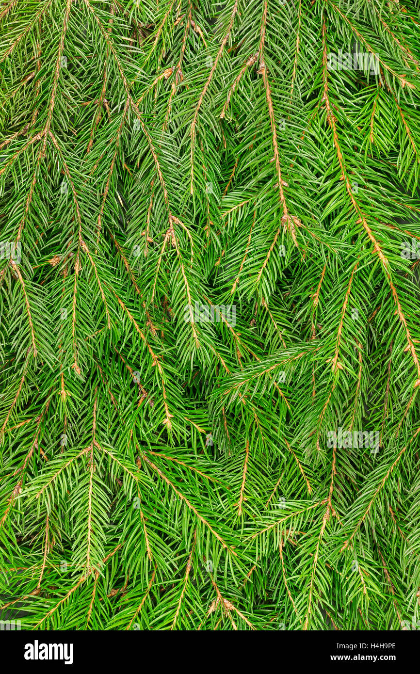 Tanne Baum Zweige Weihnachten Hintergrund Stockfoto