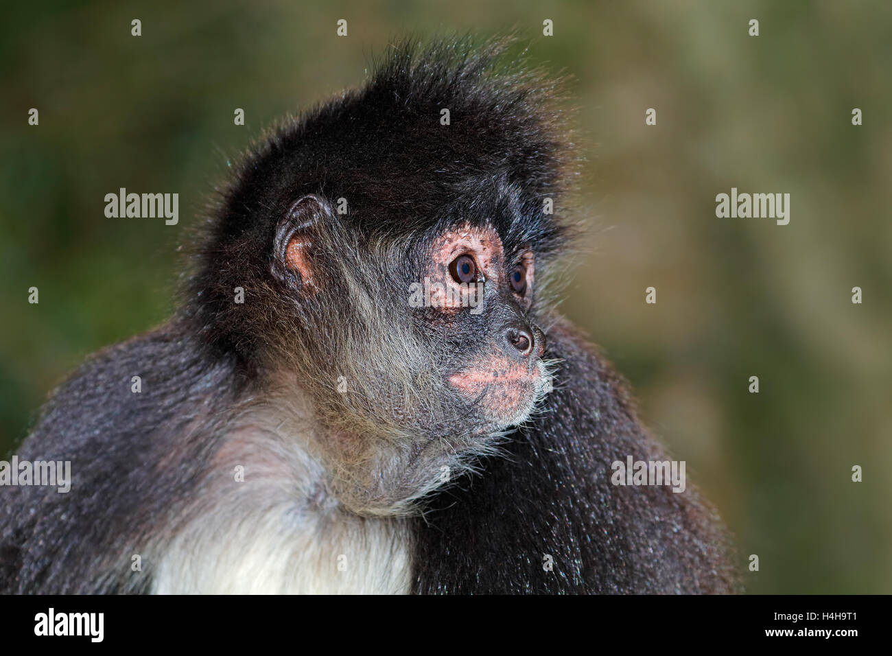 Porträt einer Klammeraffe (Ateles Geoffroyi) Stockfoto