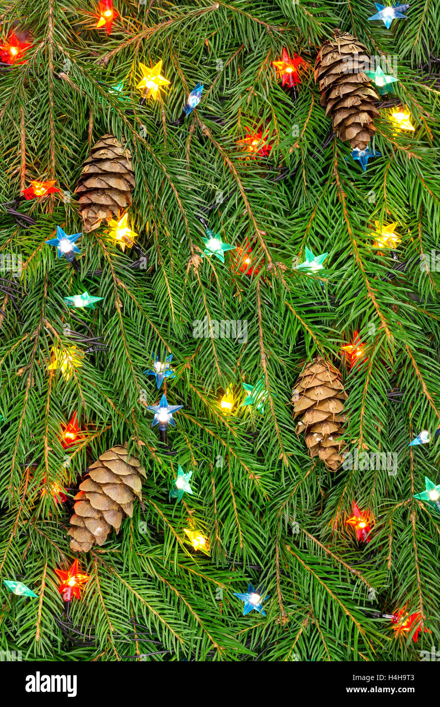 Weihnachtsbaum Tanne Äste mit Kegel und Girlanden aus Licht Stockfoto