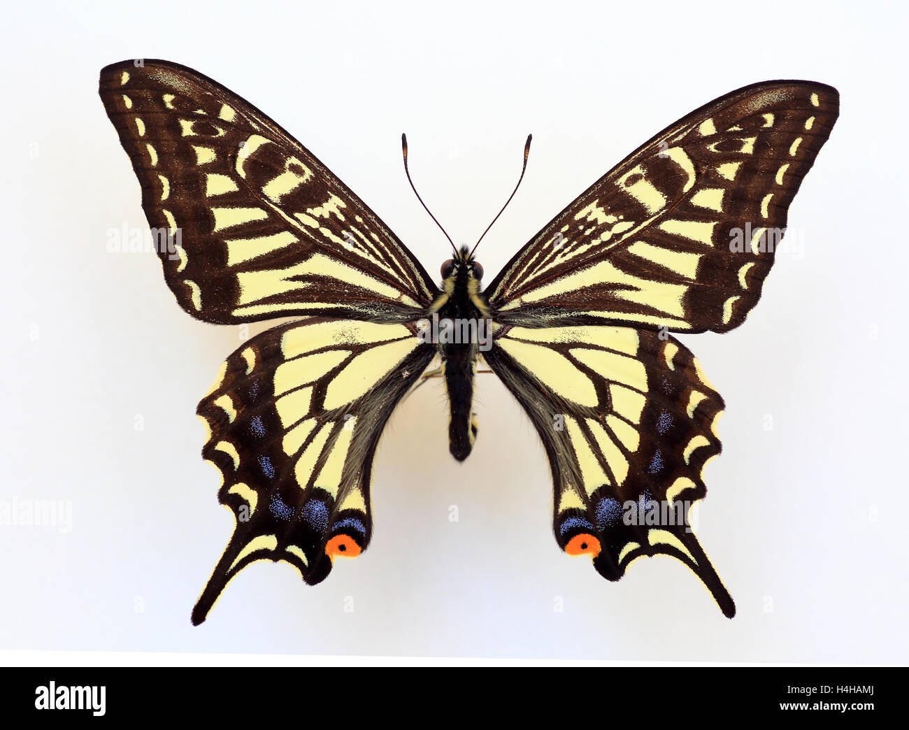 Asiatische Schwalbenschwanz (Papilio Xuthus) Probe isoliert Stockfoto