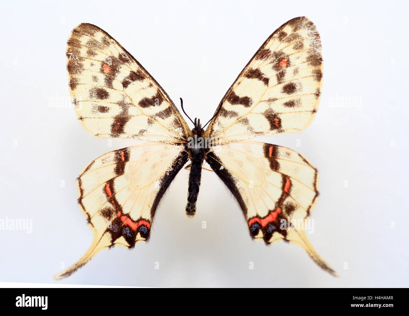 Dragon Swallowtail(Sericinus montela) Probe isoliert Stockfoto