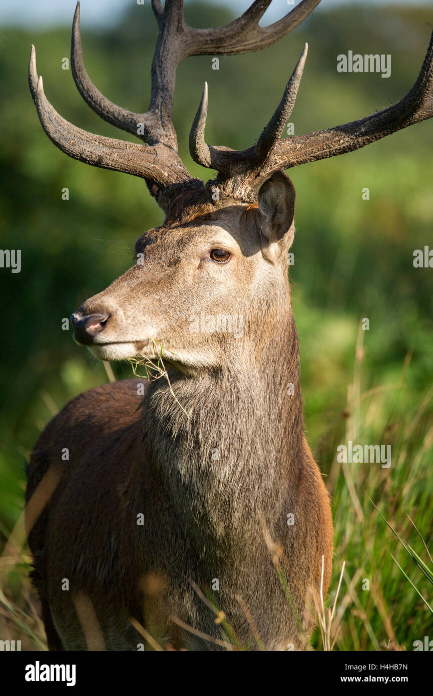 Red Deer Close up Portrait bei Tageslicht. Das Bild zeigt einen Hirsch in seiner Umgebung. Stockfoto