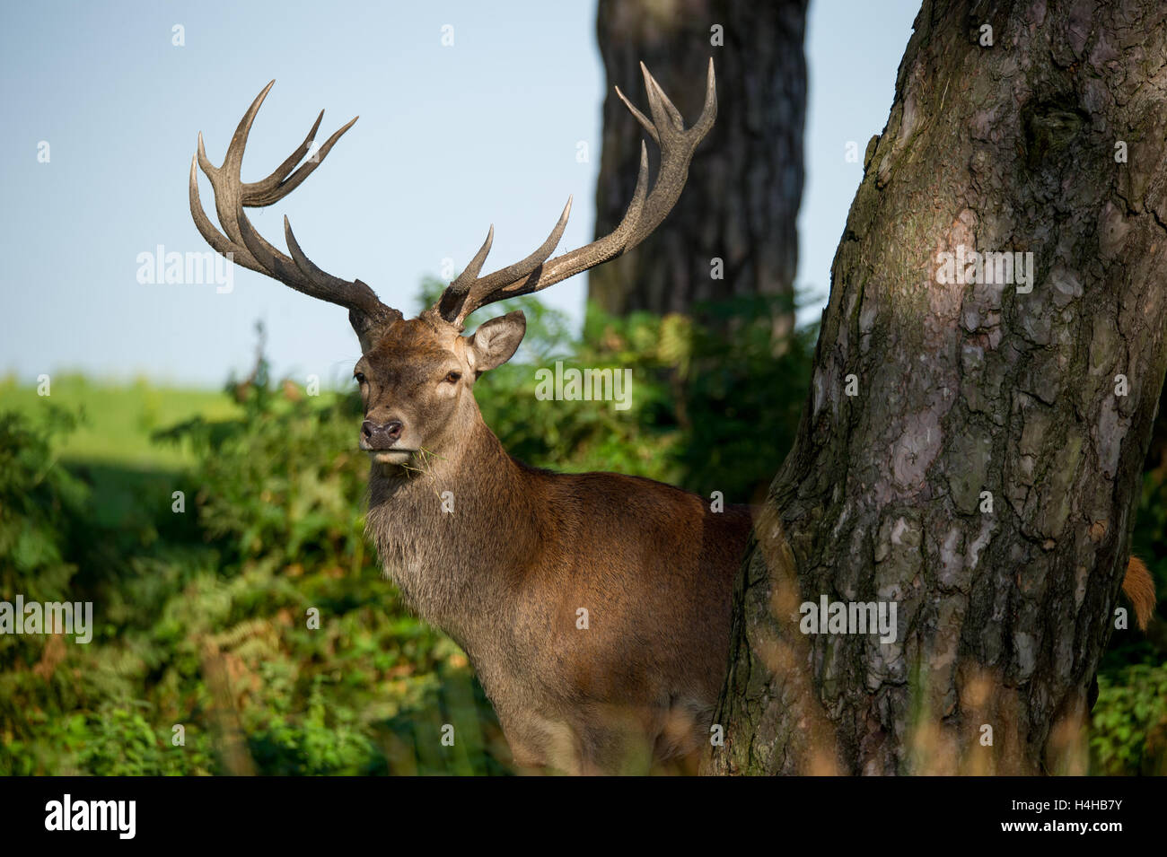 Rotwild-Hirsch. Versteckt sich hinter einem großen Baum Stockfoto