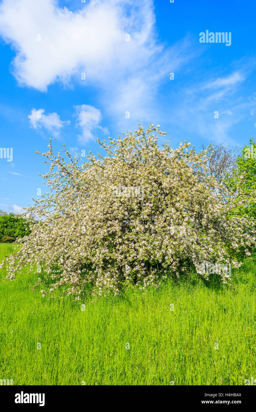 Apfelbaum blüht in grüner Landschaft in der Nähe von Krakau, Polen Stockfoto