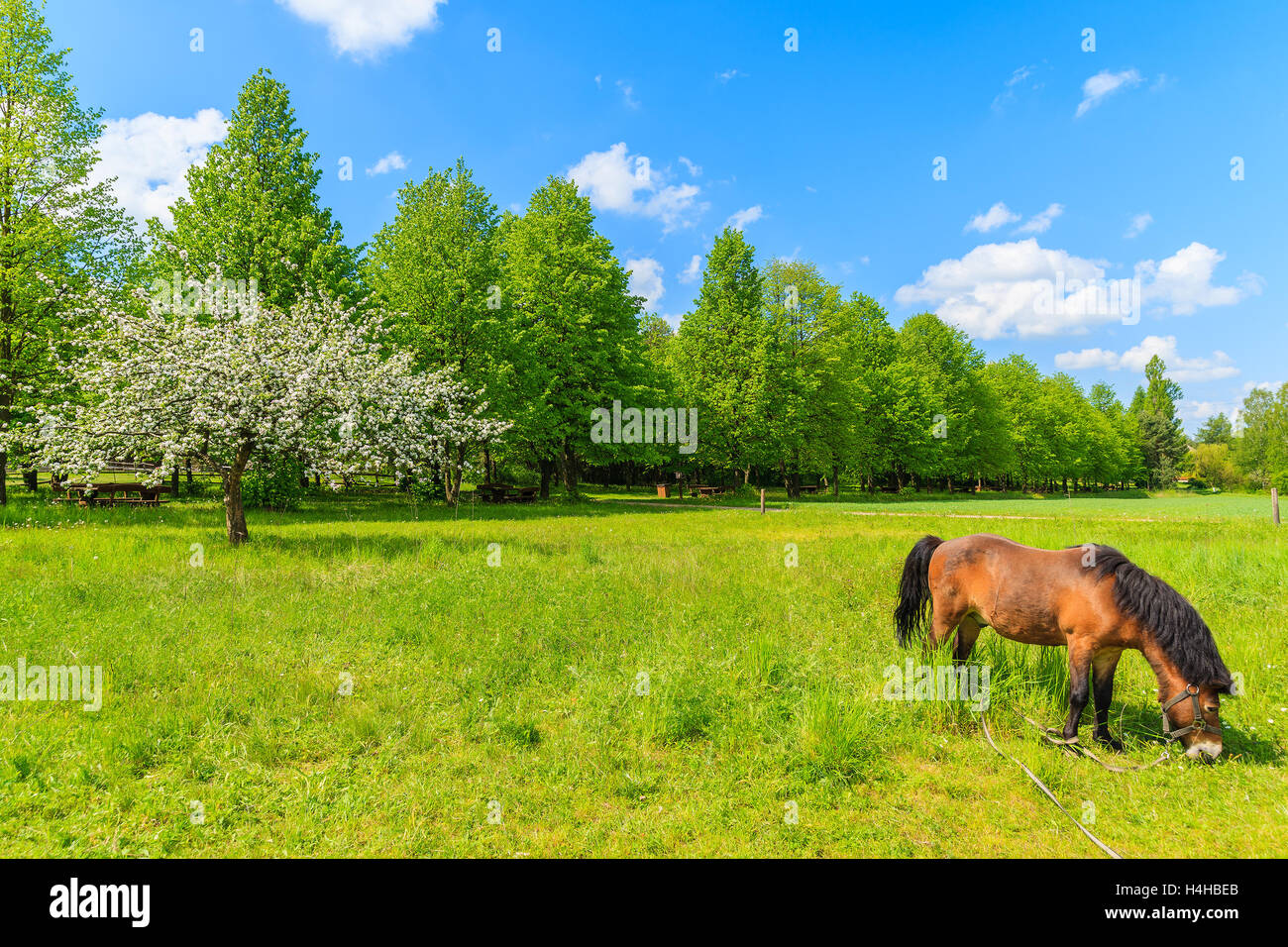 Pferde weiden auf grüner Wiese in der Landschaft von Tokarnia Dorf, Polen Stockfoto