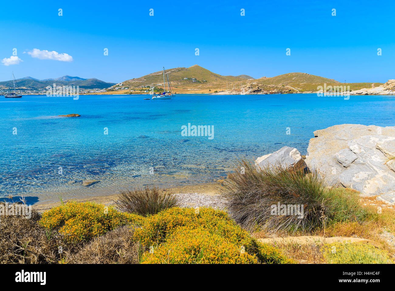 Frühlingsblumen in Monastiri Bucht mit türkisfarbenem Meerwasser, Insel Paros, Griechenland Stockfoto