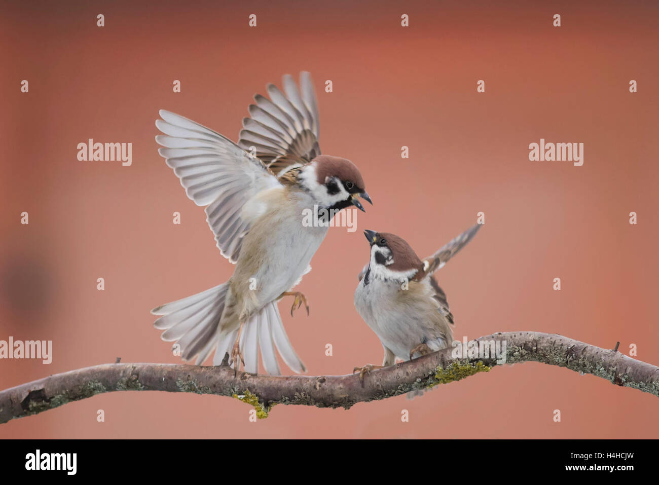 Böse Vögel am Himmel kämpfen Frühling lustige Flügel zu fliegen um den Spatzen spielen einen Zweig Federn Schnabel, Gesicht Stockfoto