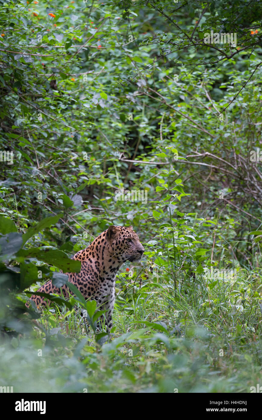 Ein Leopard auf der Suche nach Beute im Nagarhole Nationalpark, Karnataka, Indien Stockfoto