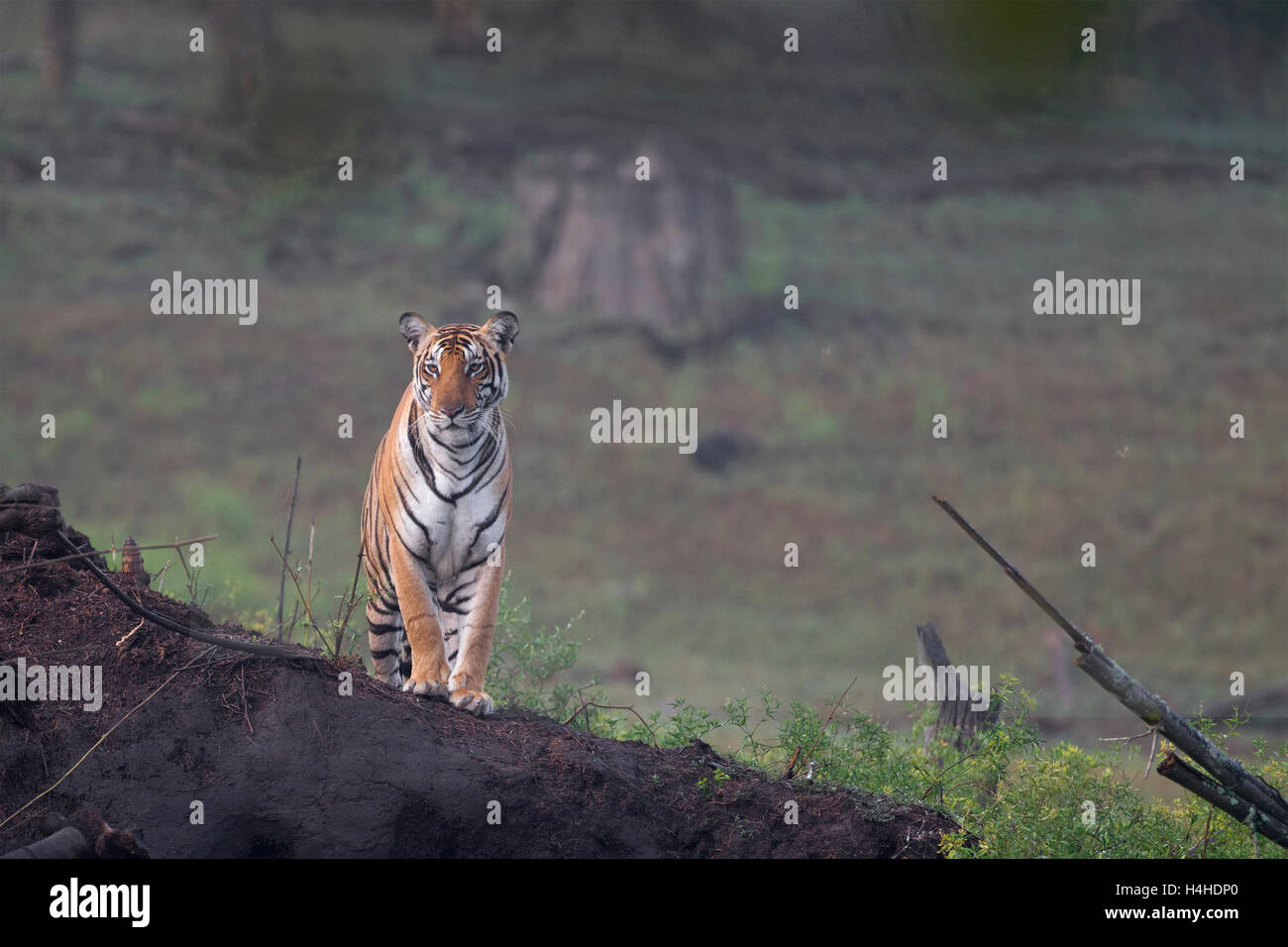 Eine weibliche Bengal Tiger auf der Suche im Nagarhole Nationalpark, Karnataka, Indien. Stockfoto