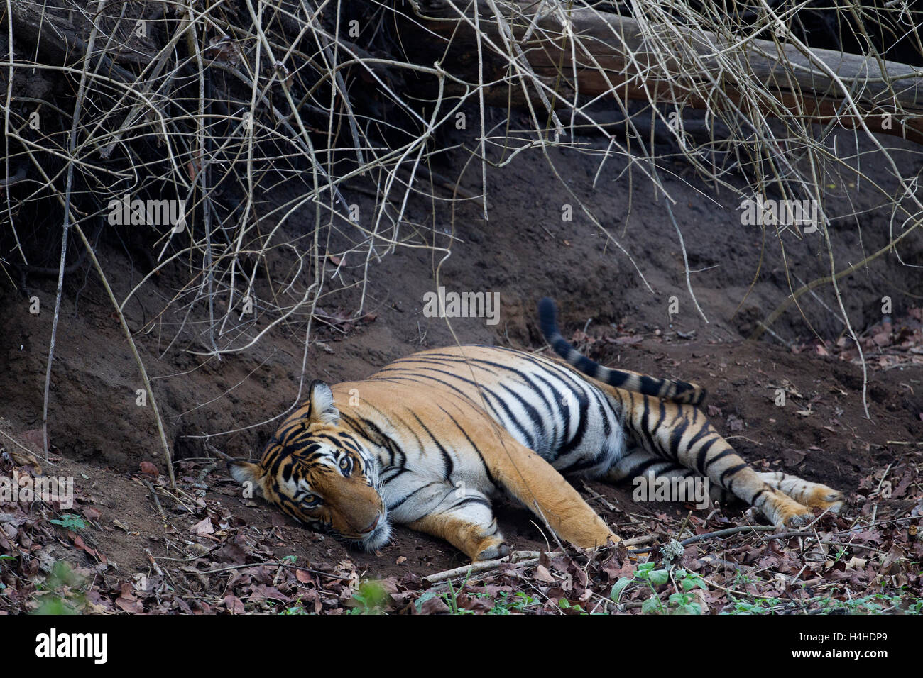 Eine weibliche Bengal Tiger (Panthera Tigris) faulenzen in Nagarhole Nationalpark, Indien. Stockfoto